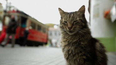 Единственный показ фильма «Кот» в Москве вызвал небывалый ажиотаж 