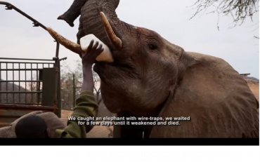 Фильм Ястржембского об истреблении слонов получил приз кинофестиваля в Нью-Йорке
