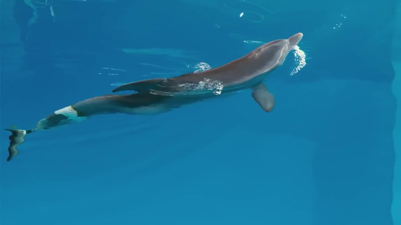 Дельфин 2 группа. История дельфина 2.