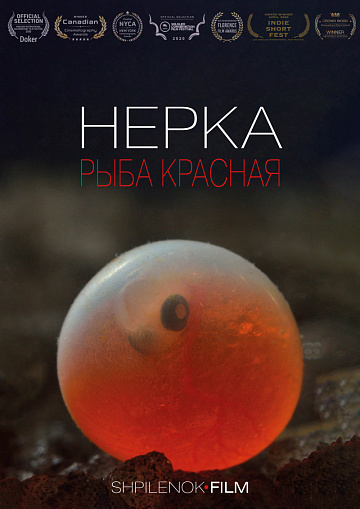 Постер: НЕРКА. РЫБА КРАСНАЯ